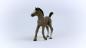 Preview: Schleich HORSE CLUB -   Cheval de Selle Francais Fohlen