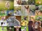 Preview: Ravensburger -  Süße Tierbabys - 200 XXL Teile
