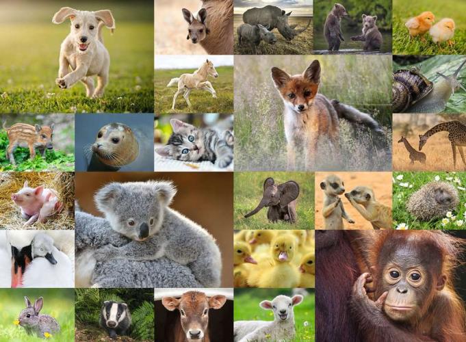 Ravensburger -  Süße Tierbabys - 200 XXL Teile