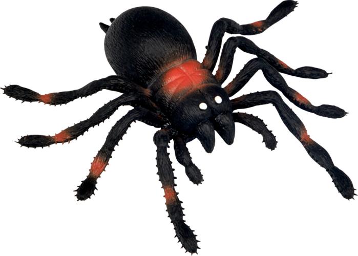 Kellerspinne - Wild+Cool - Die Spiegelburg