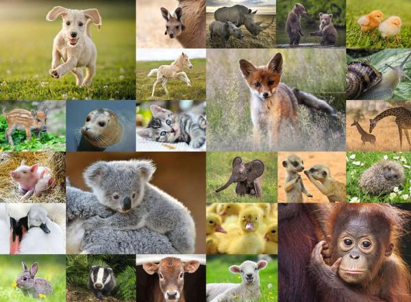 Ravensburger -  Süße Tierbabys - 200 XXL Teile